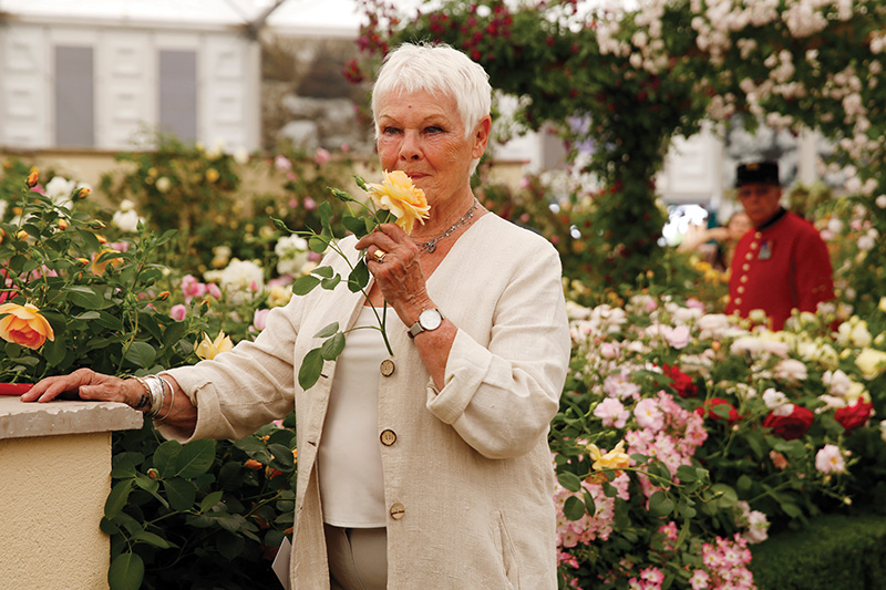 Judy Dench