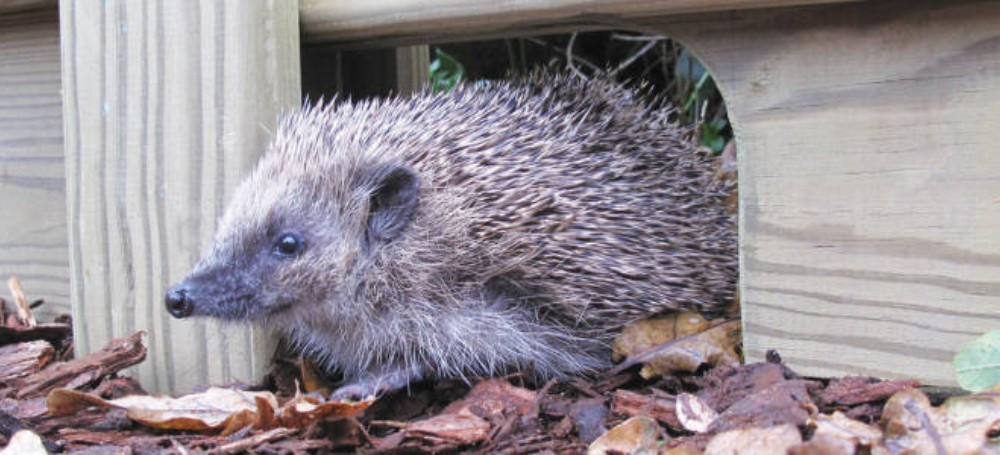 Hedggie slider