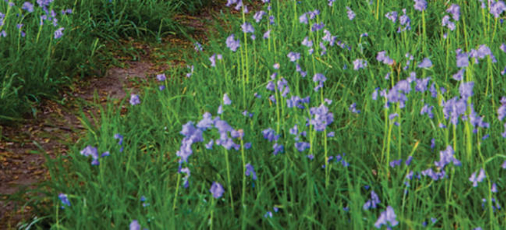 Bluebells in sussex 2 copy