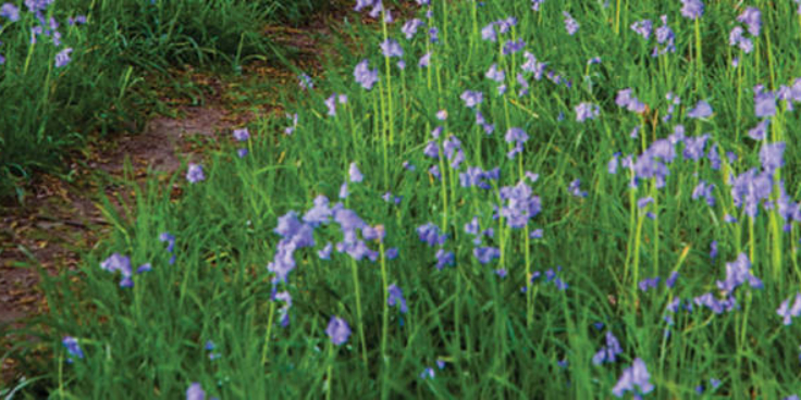 Bluebells in sussex 2 copy