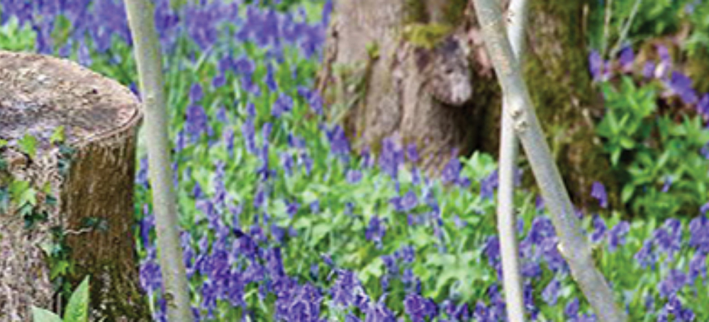 Bluebell strip