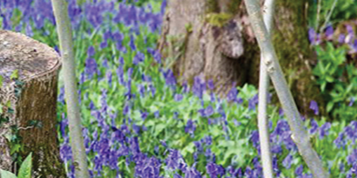 Bluebell strip