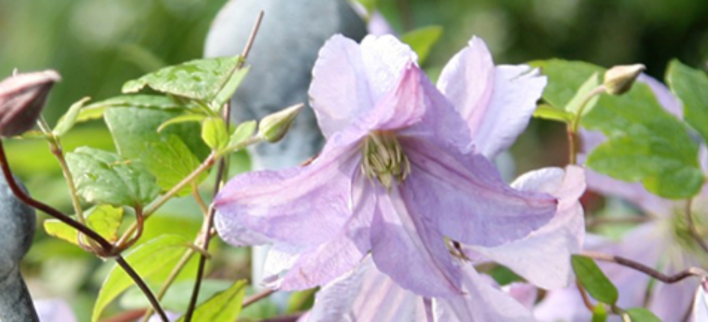 Clematis on fence dse