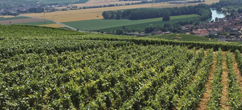 Wine banner