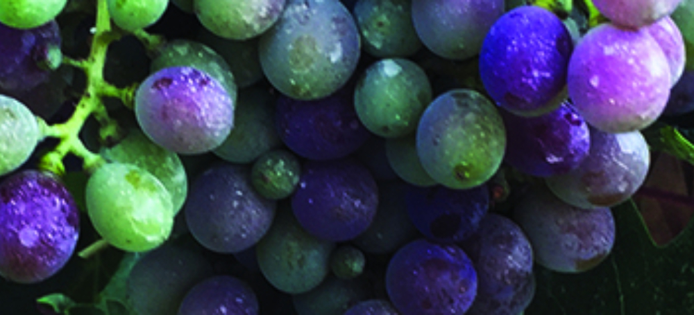 Grape wizard banner