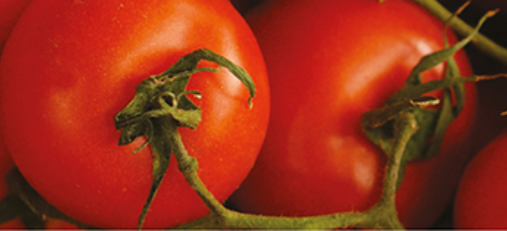 Tomato banner