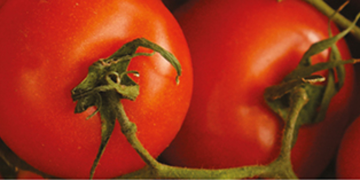 Tomato banner