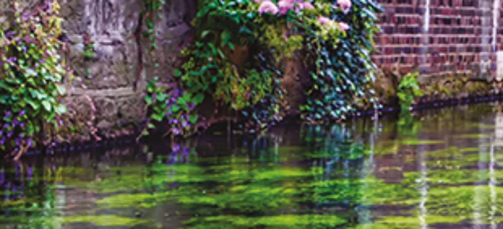 Canterbury stour banner
