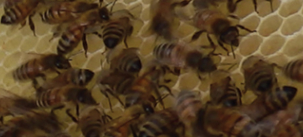 Mayfield school bee banner