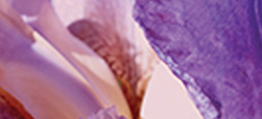 A new hope banner