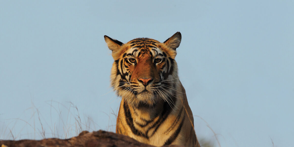 Tiger Kanha NP
