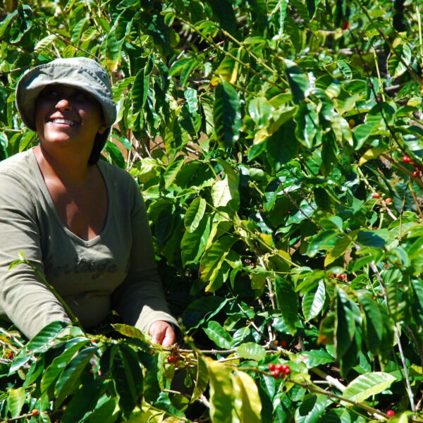 Coffee picking2