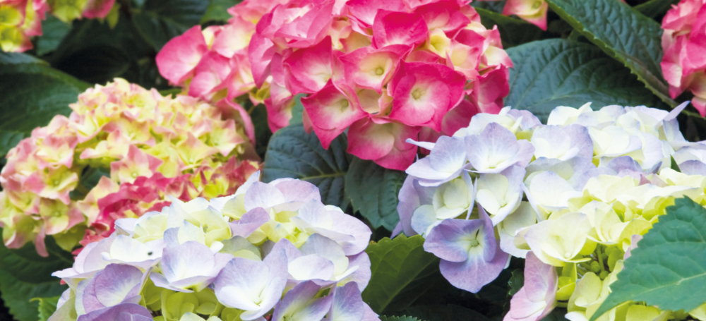 Hydrangea Mophead Array 135451501 Brighter
