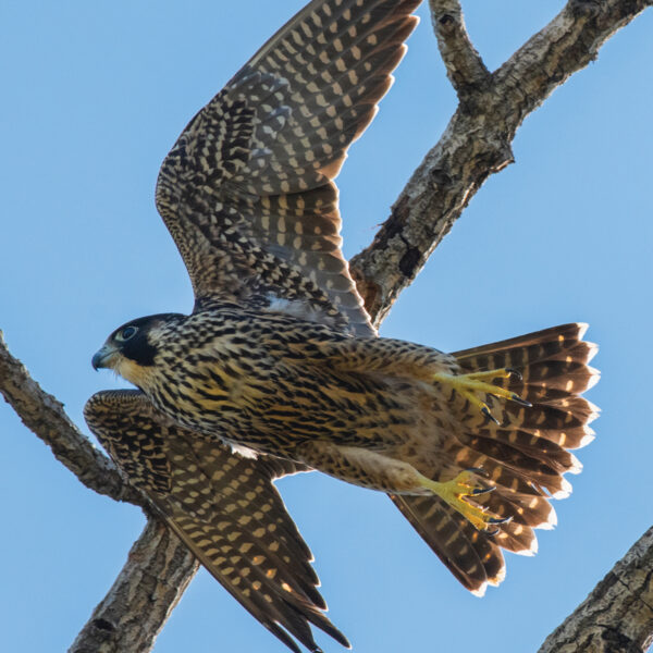 A peregrine falcon Photograph by Frank Cone