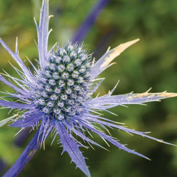 Dobbies Seaside Gardens