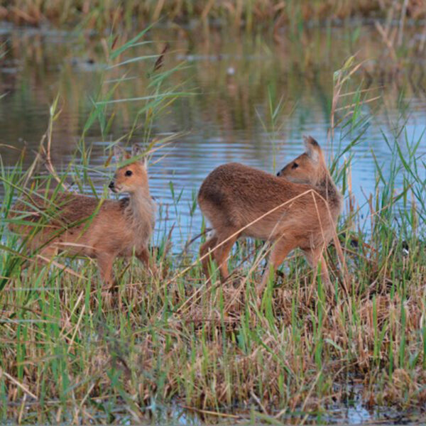 Young Chinese Water Deer in Norfolk Ai Norfolk Wildlife Trust Photograph Elizabeth Dack