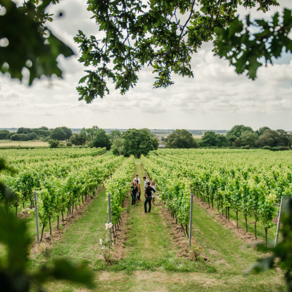 Gusbourne Tour 01