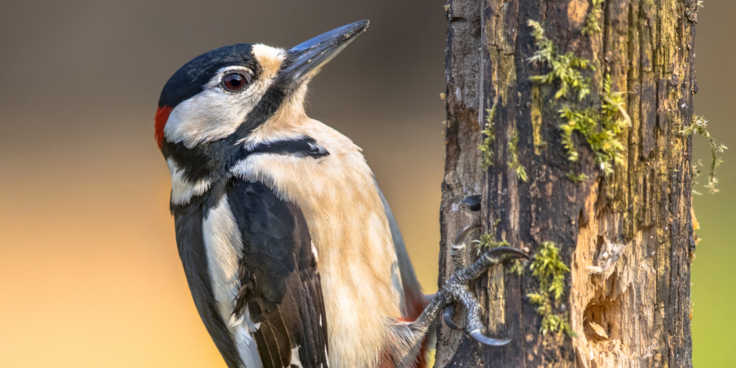 Woodpecker in tree 2225 BQZTX6