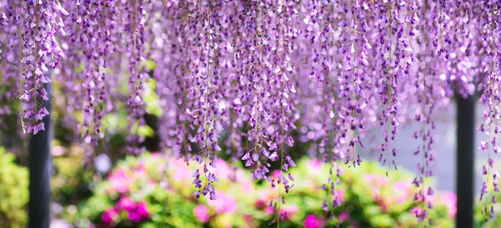 Wisteria