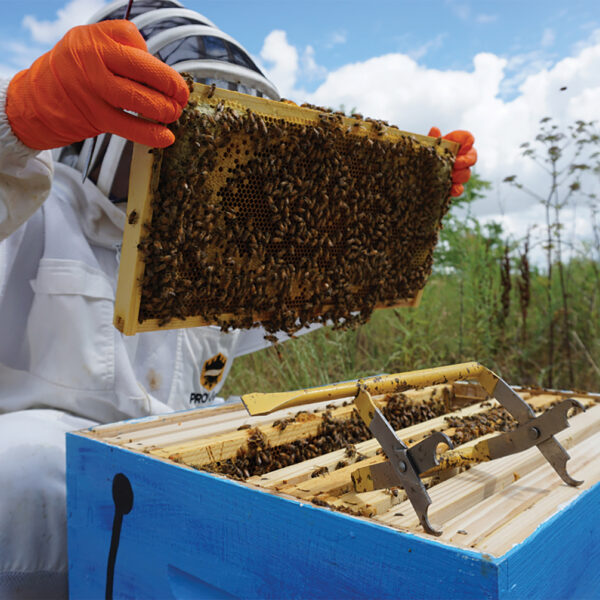 Beekeeper with red nitrile gloves