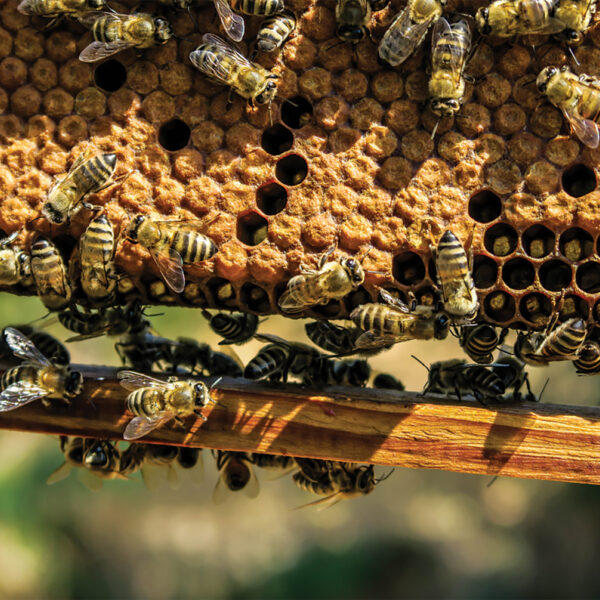 Frame of Bees