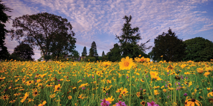 01 Wakehursts American Prairie Jim Holden RBG Kew