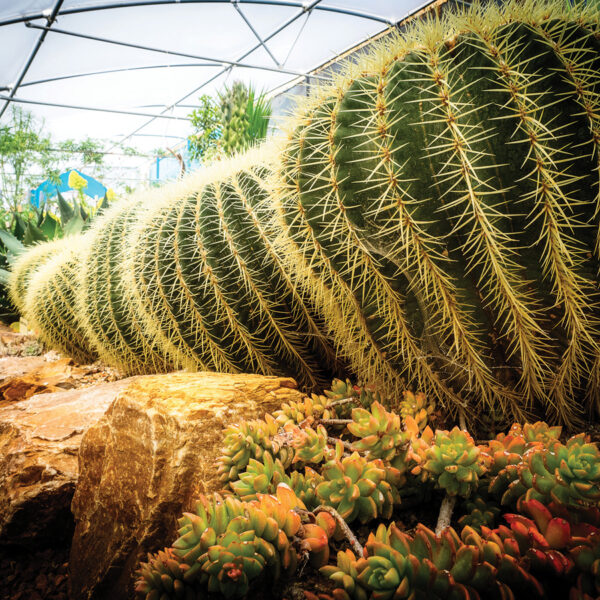 The World Garden Hot spiky house Lullingstone Castle Alan Graham credit