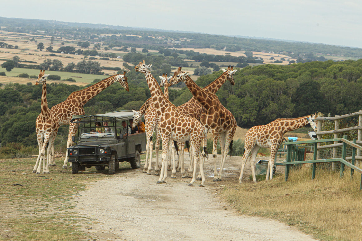 Port Lympne Zoo A Wildlife Wonderland For Conservation And Adventure 