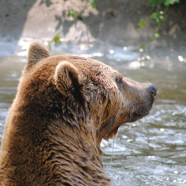 Brown bears2
