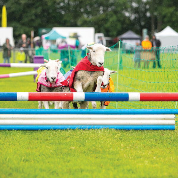 Kent County Summer Fayre 2021 104 8625