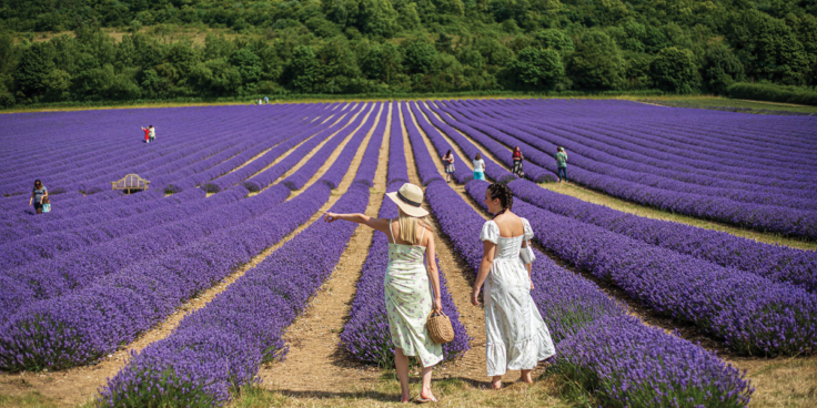 Castle Farm Lavender Fields5 2