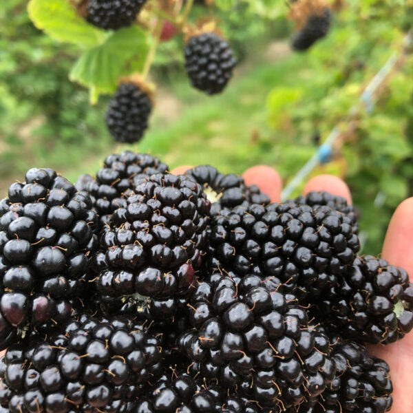 Blackberries