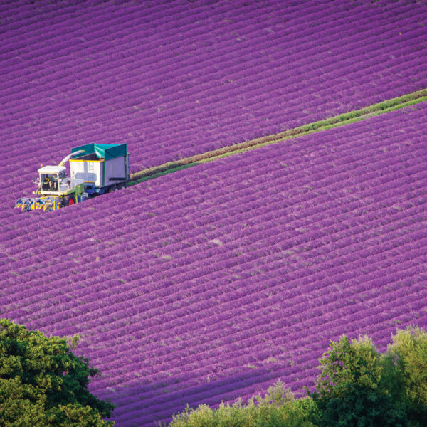 Castle Farm Lavender Season23