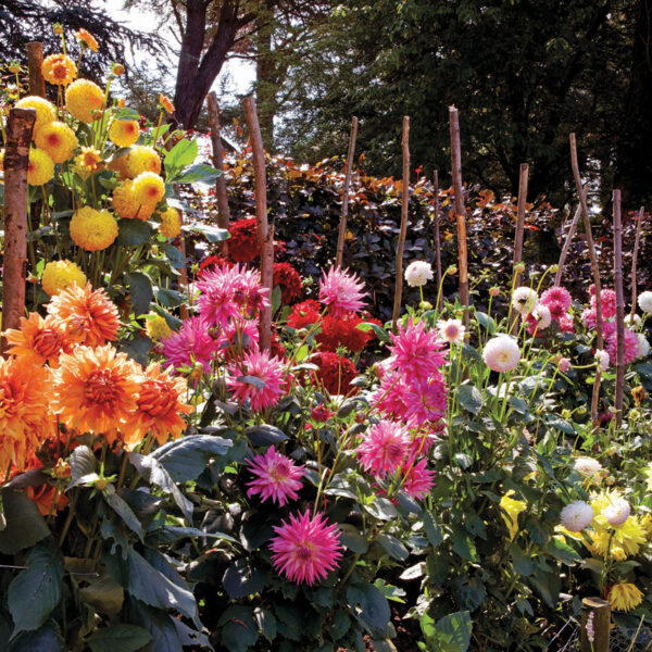 Dahlias at hever Castle