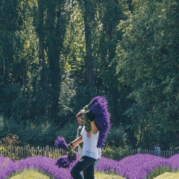 Castle Farm Lavender Harvest6