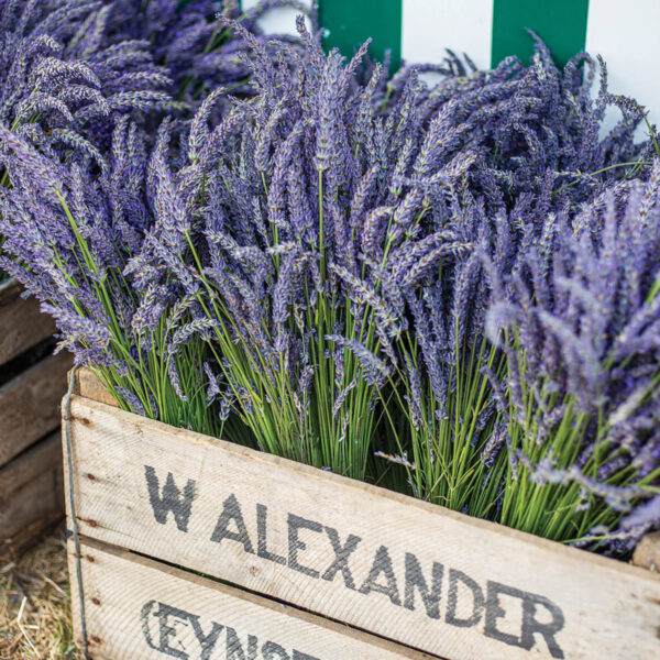 Castle Farm Lavender Harvest9