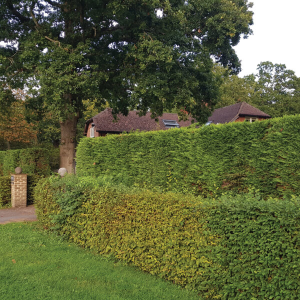 A double hedge provides excellent sound blocking as well as visual screening