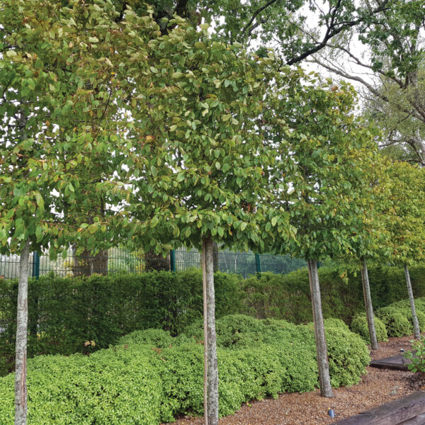 Pleached hornbeam for screening