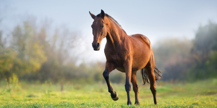 Adobe Stock 240171191