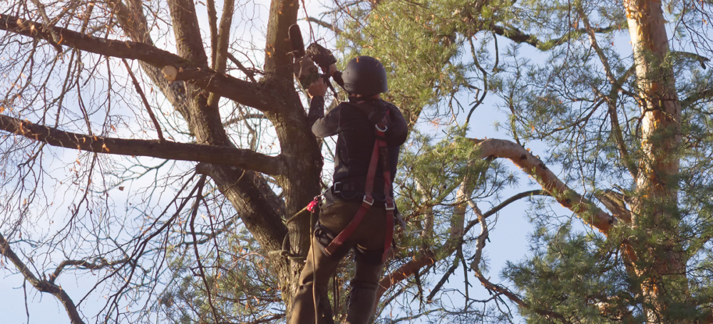 Adobe Stock 1562570447