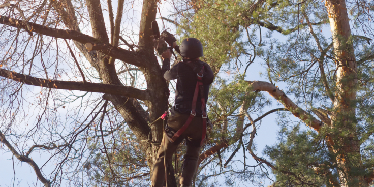 Adobe Stock 1562570447