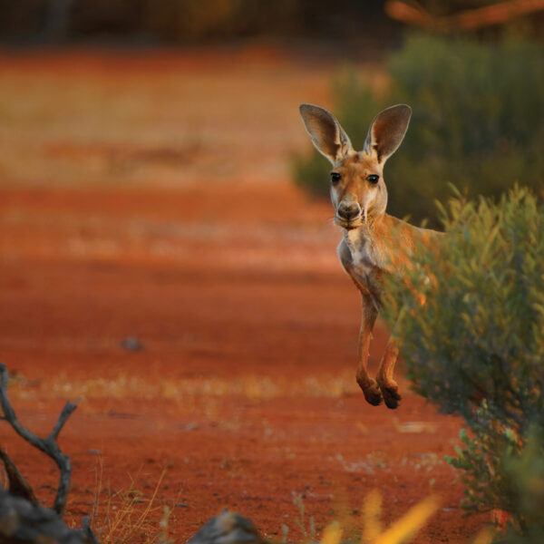 Adobe Stock 619188280