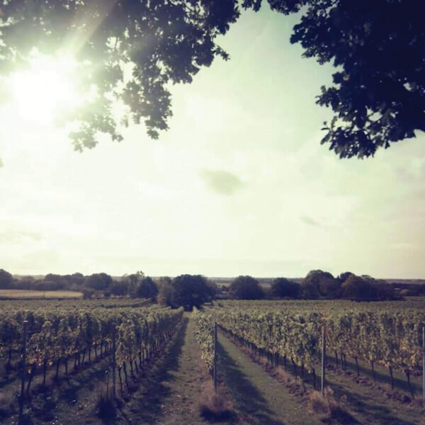 Gus Vineyard