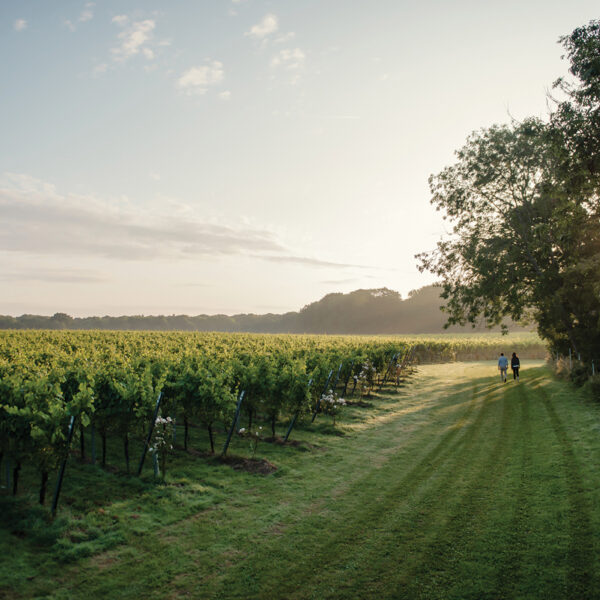 Gusbourne Tour 12