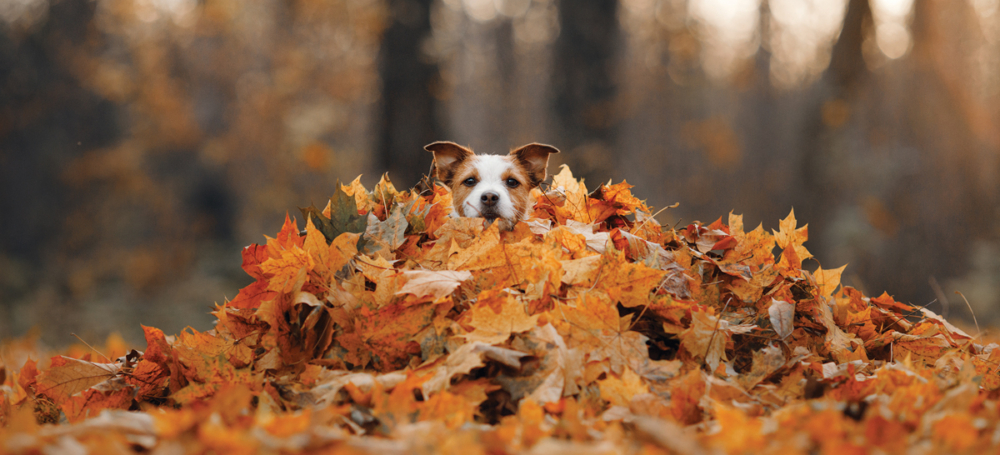 Adobe Stock 380381791
