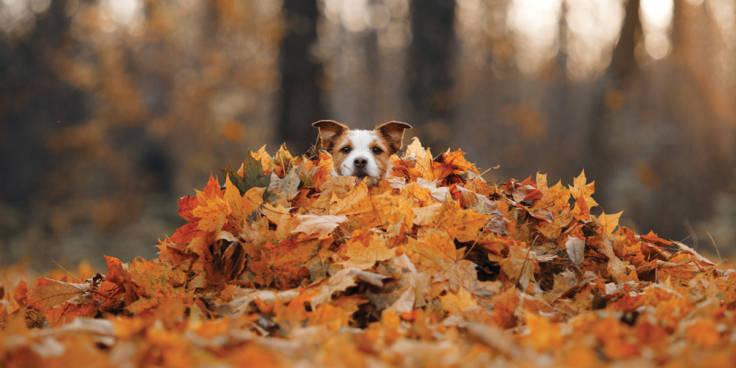 Adobe Stock 380381791